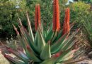 Inzuzo yenyatyambo ebizwa ngoba likhala ngesiXhosa (Aloe Vera)