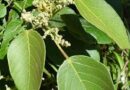 Umfongamfonga